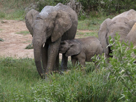 Elephants At Amakhala
