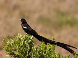 Leeuwenbosch Country House Amakhala Game Reserve Bird