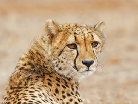 Amakhala Game Reserve Hlosi Game Lodge Cheetah3 Regular