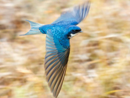 Leeuwenbosch Country House Amakhala Game Reserve Bird In Motion