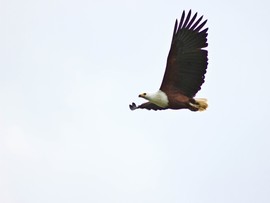 Amakhala Fish Eagle