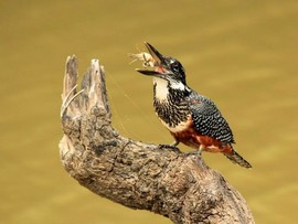 Amakhala Water Bird