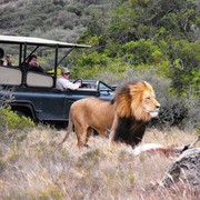 Day Safari On Amakhala.  (2)