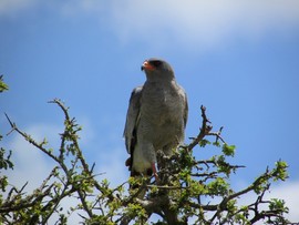 Eastern Cape Safari Greater Addo Accommodation Amakhala Game Lodge Wildlife236 Mjpeg