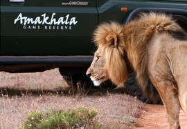 Leeuwenbosch   Amakhala Game Reserve  (20)