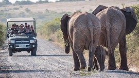 Leeuwenbosch   Amakhala Game Reserve  (10)