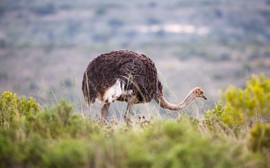 Leeuwenbosch   Amakhala Game Reserve  (25)