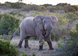 Leeuwenbosch   Amakhala Game Reserve  (27)