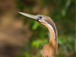 Leeuwenbosch Country House Amakhala Game Reserve Birds