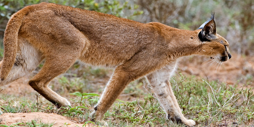 Amakhala Game Lodge Leeuwenbosch Country House Caracal Banner