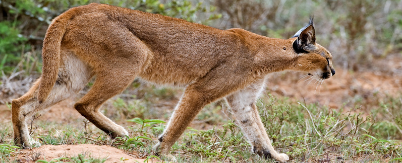 Amakhala Game Lodge Leeuwenbosch Country House Caracal Banner