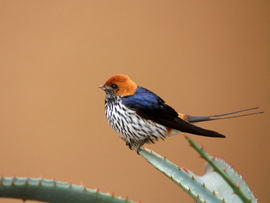 Leeuwenbosch Country House Amakhala Game Reserve Bird Closeup