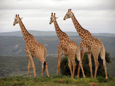 Amakhala Game Lodge Leeuwenbosch Country House Giraffe Regular