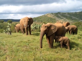 Amakhala Game Lodge Leeuwenbosch Country House Ellie Family Regular