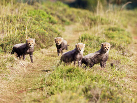 Amakhala Game Lodge Leeuwenbosch Country House Cheetah Cubs Regular