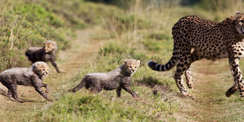 Amakhala Game Lodge Leeuwenbosch Country House Cheetah Cubs Room Size