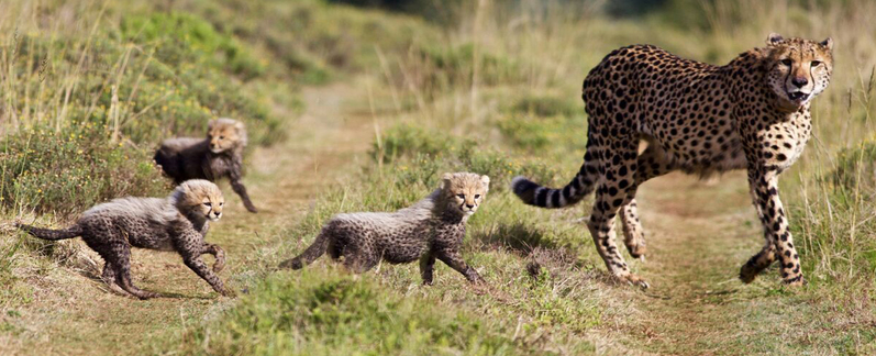 Amakhala Game Lodge Leeuwenbosch Country House Cheetah Cubs Room Size