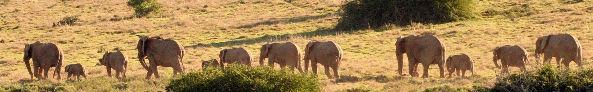 Amakhala Game Lodge Leeuwenbosch Country House Elephants  Family Sliver