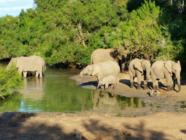 Amakhala Game Lodge Leeuwenbosch Country House Elephants Bathing Regular