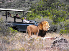 Eastern Cape Safari Greater Addo Accommodation Amakhala Game Lodge Wildlife100 Sjpeg