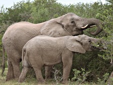 Amakhala Game Reserve Hlosi Game Lodge Elephants Regular